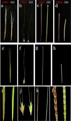 Identification of a recessive gene RgM4G52 conferring red glume, stem, and rachis in a Triticum boeoticum mutant